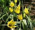 Тюльпан Орфанида Флава (Tulipa orphanidea Flava) — фото 3