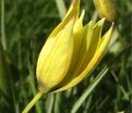 Тюльпан Орфанида Флава (Tulipa orphanidea Flava) — фото 4