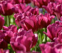 Тюльпан Пассионале (Tulipa Passionale) — фото 4