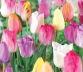 Тюльпан Пастель Микс (Tulipa Pastel Mix) — фото 3