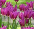 Тюльпан Пёрпл Дрим (Tulipa Purple Dream) — фото 2