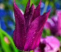Тюльпан Пёрпл Дрим (Tulipa Purple Dream) — фото 3