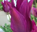 Тюльпан Пёрпл Дрим (Tulipa Purple Dream) — фото 4