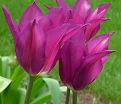 Тюльпан Пёрпл Дрим (Tulipa Purple Dream) — фото 5
