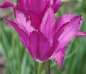 Тюльпан Пёрпл Дрим (Tulipa Purple Dream) — фото 6