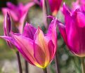 Тюльпан Пёрпл Дрим (Tulipa Purple Dream) — фото 10