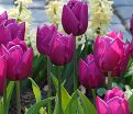 Тюльпан Пёрпл Принс (Tulipa Purple Prince) — фото 2