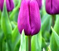 Тюльпан Пёрпл Принс (Tulipa Purple Prince) — фото 3