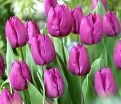 Тюльпан Пёрпл Принс (Tulipa Purple Prince) — фото 5