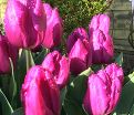 Тюльпан Пёрпл Принс (Tulipa Purple Prince) — фото 7