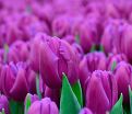 Тюльпан Пёрпл Флаг (Tulipa Purple Flag) — фото 2