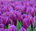 Тюльпан Пёрпл Флаг (Tulipa Purple Flag) — фото 4