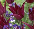 Тюльпан Пёрпл Хёрт (Tulipa Purple Heart) — фото 2
