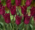 Тюльпан Пёрпл Хёрт (Tulipa Purple Heart) — фото 3