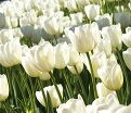 Тюльпан Пим Фортун (Tulipa Pim Fortuyn) — фото 3
