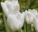 Тюльпан Пим Фортун (Tulipa Pim Fortuyn) — фото 4