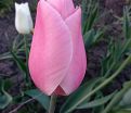 Тюльпан Пинк Импрешн (Tulipa Pink Impression) — фото 3