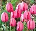 Тюльпан Пинк Импрешн (Tulipa Pink Impression) — фото 4