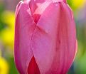 Тюльпан Пинк Импрешн (Tulipa Pink Impression) — фото 5