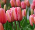 Тюльпан Пинк Импрешн (Tulipa Pink Impression) — фото 6