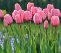 Тюльпан Пинк Импрешн (Tulipa Pink Impression) — фото 7