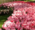 Тюльпан Пинк Импрешн (Tulipa Pink Impression) — фото 8
