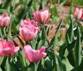 Тюльпан Пинк Импрешн (Tulipa Pink Impression) — фото 9