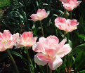 Тюльпан Пинк Стар (Tulipa Pink Star) — фото 3