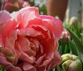 Тюльпан Пинк Стар (Tulipa Pink Star) — фото 4