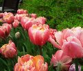 Тюльпан Пинк Стар (Tulipa Pink Star) — фото 5