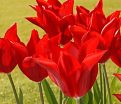 Тюльпан Питер де Люр (Tulipa Pieter de Leur) — фото 2