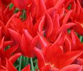 Тюльпан Питер де Люр (Tulipa Pieter de Leur) — фото 3