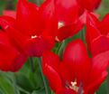 Тюльпан Питер де Люр (Tulipa Pieter de Leur) — фото 5
