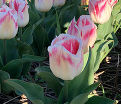 Тюльпан Плеже (Tulipa Pleasure) — фото 3