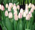 Тюльпан Плейгёрл (Tulipa Playgirl) — фото 2