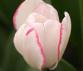 Тюльпан Плейгёрл (Tulipa Playgirl) — фото 3