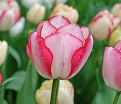 Тюльпан Плейгёрл (Tulipa Playgirl) — фото 4