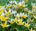 Тюльпан поздний / волосистотычинковый (Tulipa tarda dasystemon) — фото 2