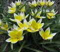 Тюльпан поздний / волосистотычинковый (Tulipa tarda dasystemon) — фото 6