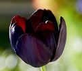 Тюльпан Пол Шерер (Tulipa Paul Scherer) — фото 3