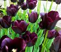 Тюльпан Пол Шерер (Tulipa Paul Scherer) — фото 4