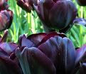 Тюльпан Пол Шерер (Tulipa Paul Scherer) — фото 5