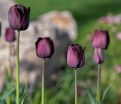 Тюльпан Пол Шерер (Tulipa Paul Scherer) — фото 6