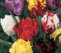 Тюльпан попугайный Микс (Tulipa Parrot Mix) — фото 3