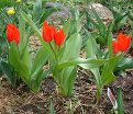 Тюльпан превосходящий ван Туберген Вэрайети (Tulipa Praestans Van Tubergen'S Variety) — фото 2
