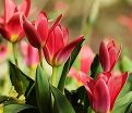 Тюльпан превосходящий ван Туберген Вэрайети (Tulipa Praestans Van Tubergen'S Variety) — фото 3