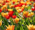 Тюльпан превосходящий Микс (Tulipa Praestans Mix) — фото 2