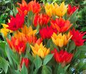 Тюльпан превосходящий Микс (Tulipa Praestans Mix) — фото 3