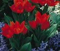 Тюльпан превосходящий Фюзилье (Tulipa praestans Fusilier) — фото 3