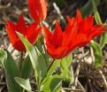 Тюльпан превосходящий Цваненбург (Tulipa praestans Zwanenburg) — фото 2